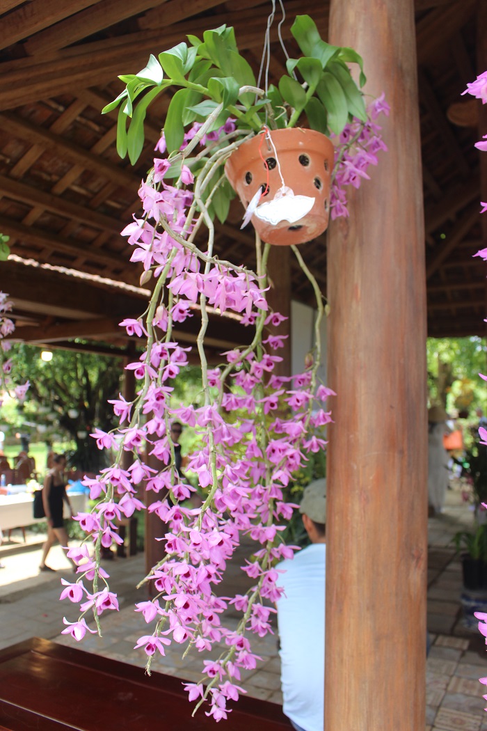 Me- man- loai- hoa- quy- phai- 3- mien- tu- hoi- v