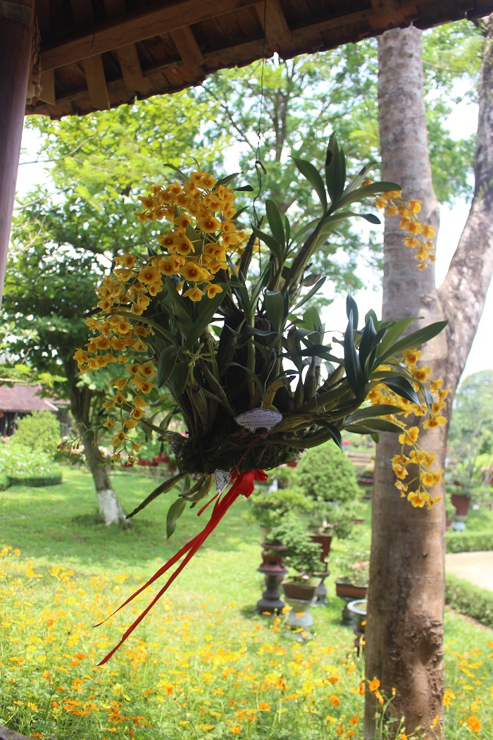 Me- man- loai- hoa- quy- phai- 3- mien- tu- hoi- v