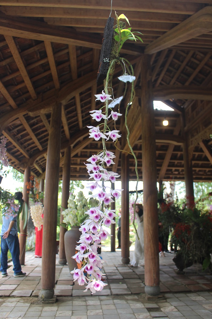 Me- man- loai- hoa- quy- phai- 3- mien- tu- hoi- v