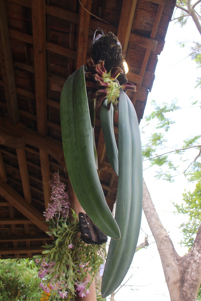 Me- man- loai- hoa- quy- phai- 3- mien- tu- hoi- v