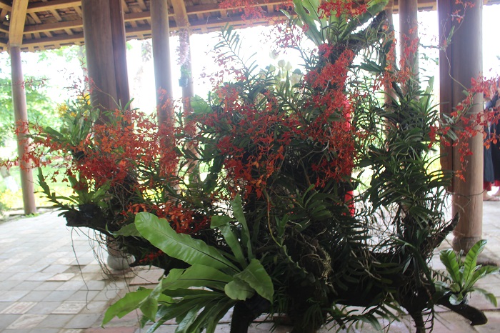 Me- man- loai- hoa- quy- phai- 3- mien- tu- hoi- v