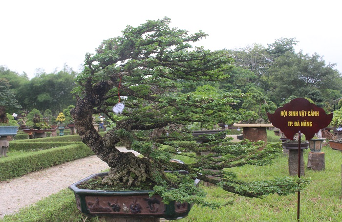 Bonsai- 3- mien- do- dang- o- khu- vuon- Thuong- u