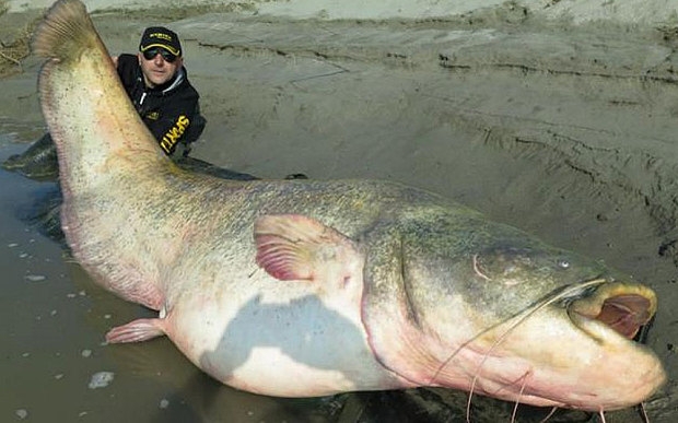 Catfish_2_3211532b