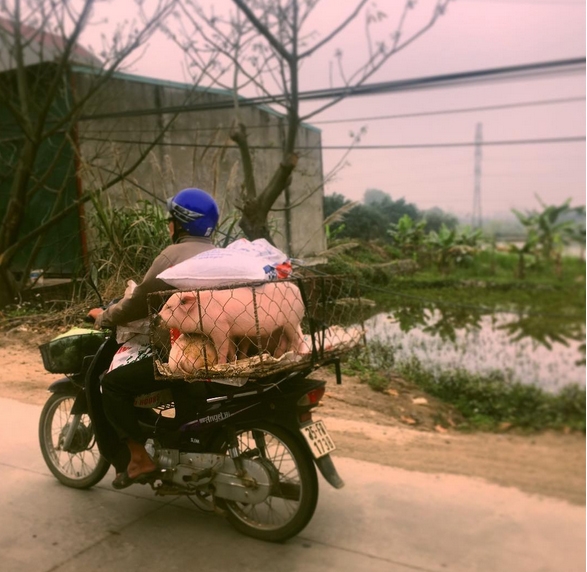 Dien vien king kong khoe anh Viet Nam baogiaothong