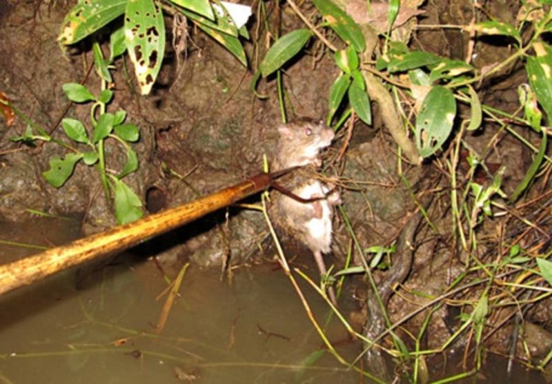 chỉa đ&acirc;m chuột