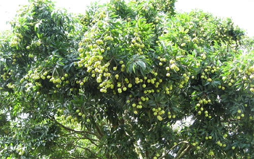 Gia-vai-thieu-Luc-Ngan-nam-nay-se-tang