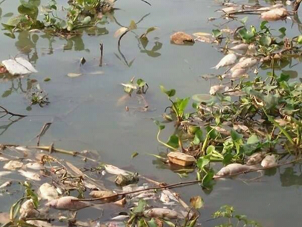 anh c&aacute; chết