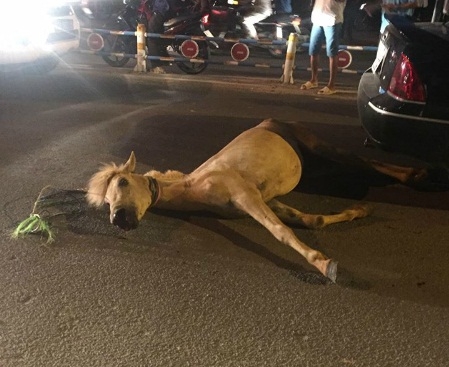 Ngua-4-6122-1465649077