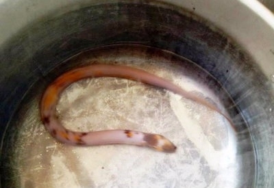 Bắt-được-lươn-3-m&agrave;u-kỳ-lạ-ở-x&atilde;-Hương-H&ograve;a-Nam-Đ&ocirc;ng-