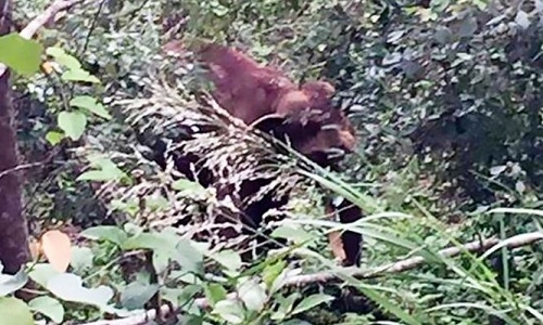 Capture-JPG-3311-1491490108