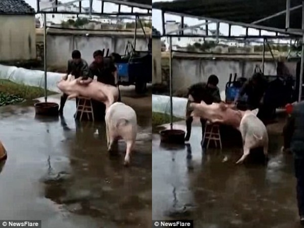 4805c79300000578-5259419-image-a-17_1515689033972