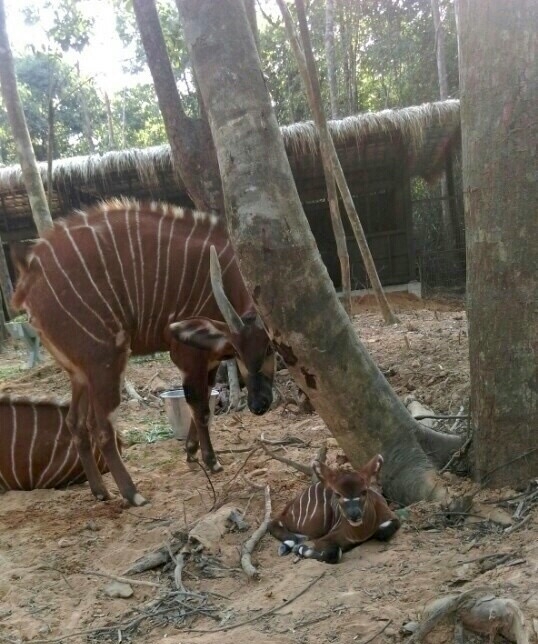 Linh duong Bongo sinh san tai Vinpearl Safari