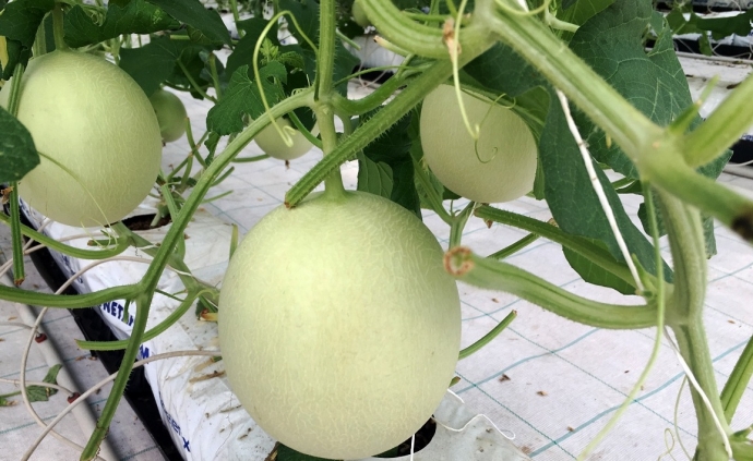 1609_Anh1_trai cay nha kinh