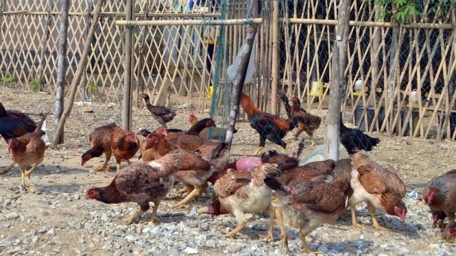 giang-bay-dien-chong-trom-ga-giat-chet-ke-trom-8-0