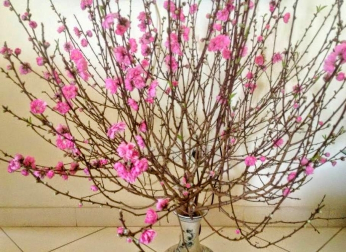 chọn mua c&agrave;nh đ&agrave;o tết 1(1)