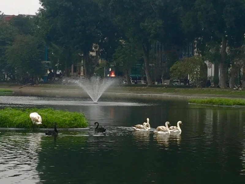 thien nga hồ thiền quang 3