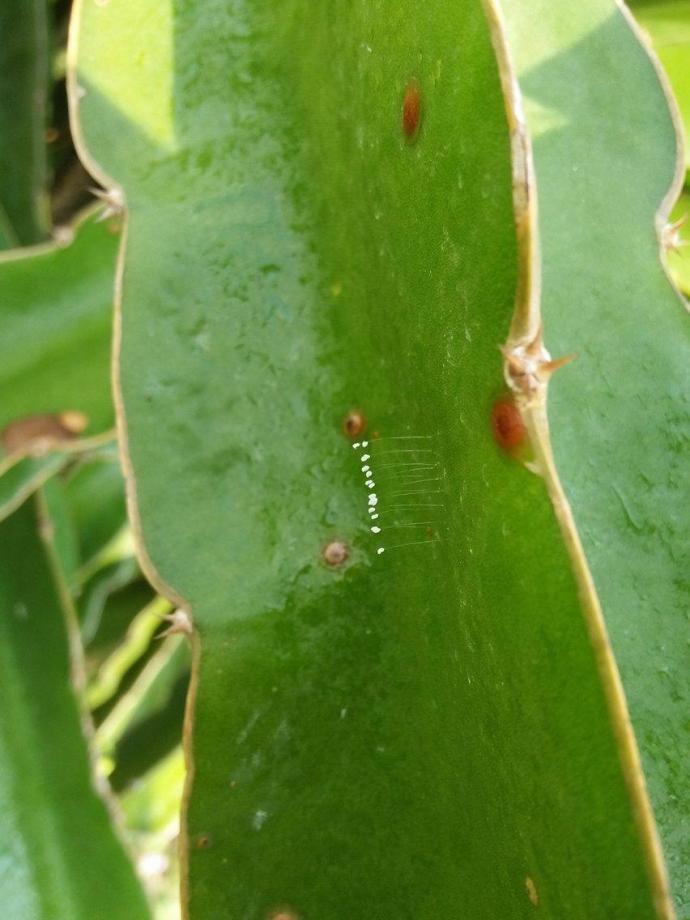 18049617_231308144013386_1637369095_o