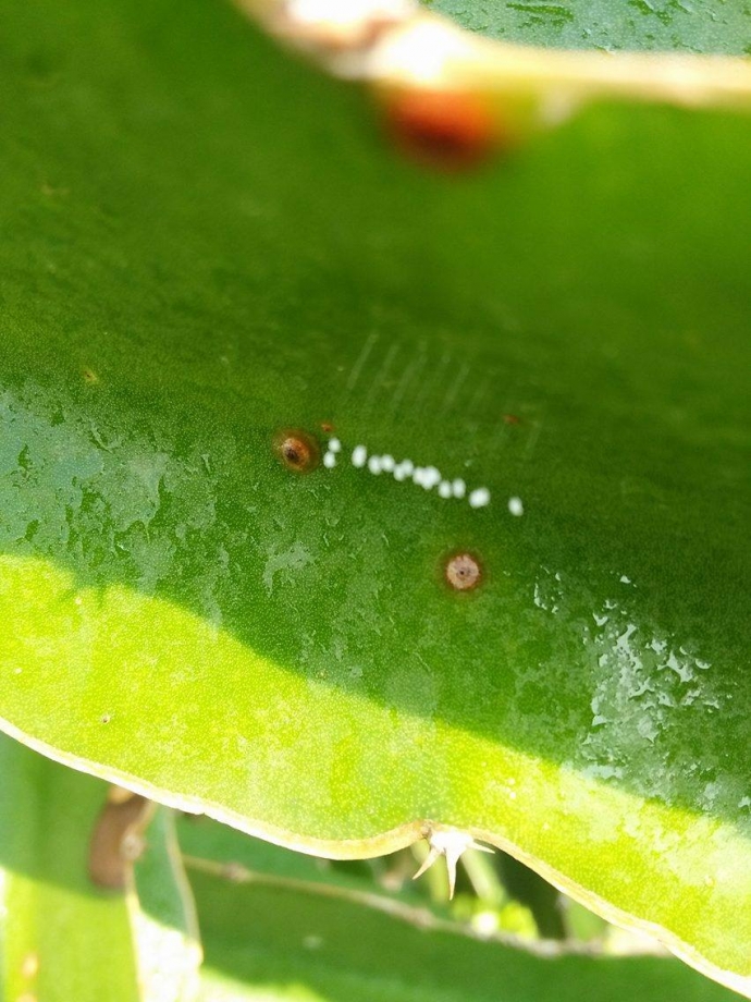 18053487_231308740679993_1795727817_o