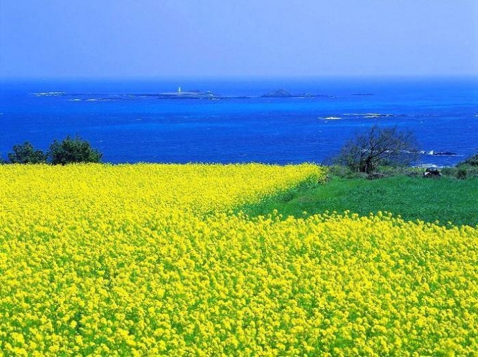 Jeju-baogiaothong