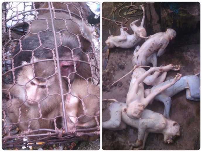 Jan_6_-_Hang_loat_ca_the_khi_bi_giet_hai_vat_long_