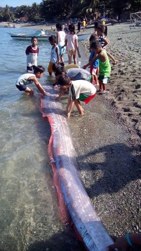 philippines-phat-hien-ca-mai-cheo-khung-dai-4m-tre