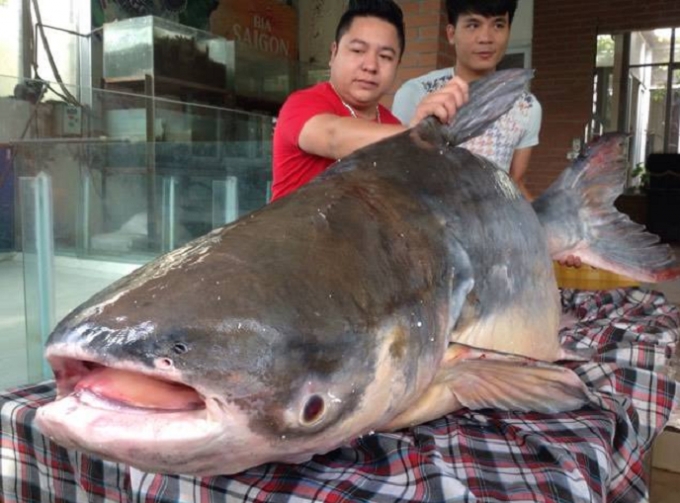 thuy-quai-nang-140-kg-xuat-hien-o-ha-noi