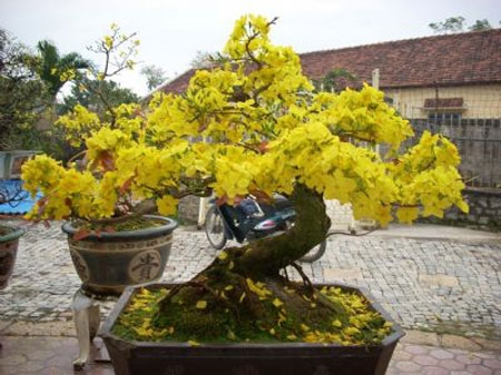 qua_tet_bieu_sep_7_goi_y_mua_qua_tet_tang_sep_y_ng