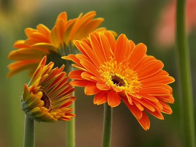 hoa-tet-2016-hoa-dong-tien