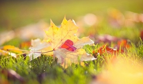 tu-vi-12-cung-hoang-dao-hom-nay-12-2-2016