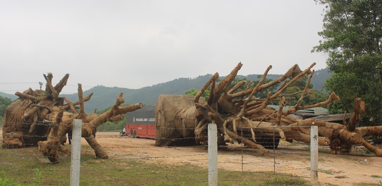173517-vu-3-cay-khung-nhu-quai-thu-o-hue-cong-an-v