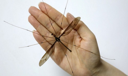 VNE-Mosquito-7794-1524717485
