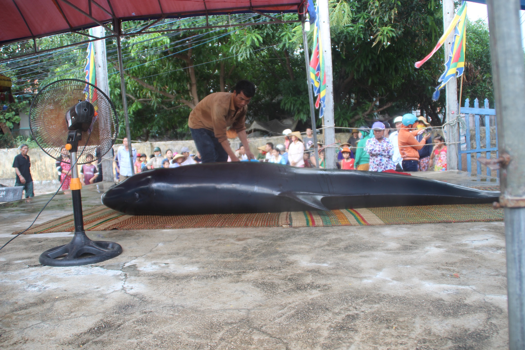 Ca-ong-700kg-dat-bo-2