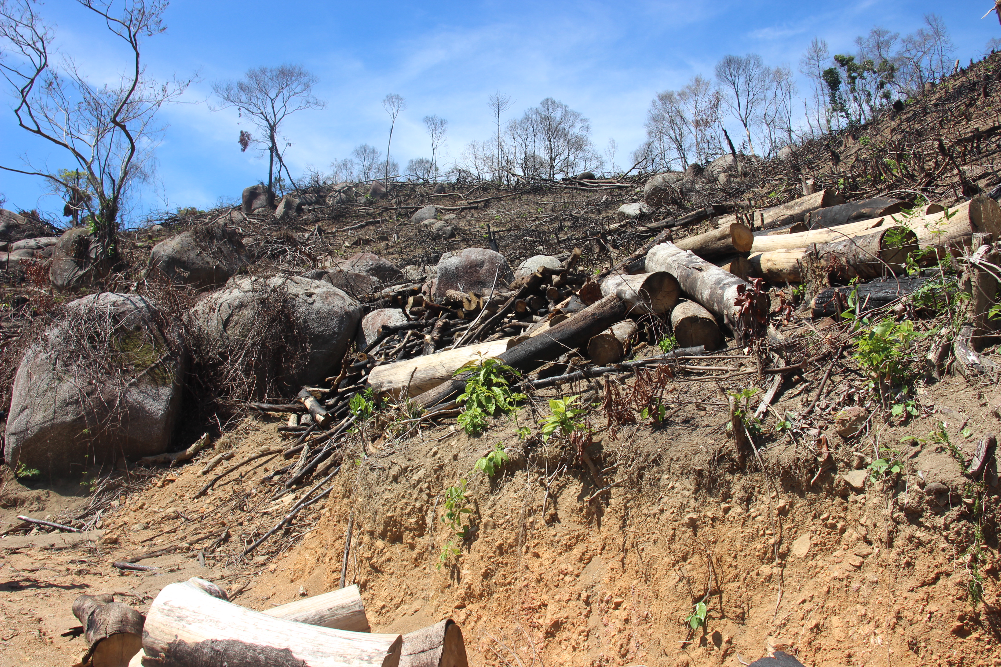 Pha-43ha-rung-tu-nhien-de-trong-keo-2