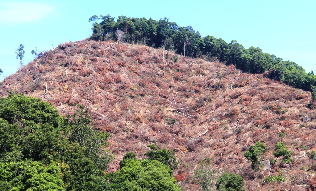 Hien-truong-tan-hoang-34ha-rung-bi-xoa-so-8