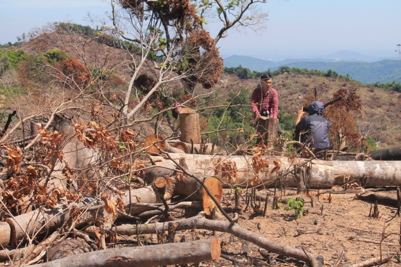 Hien-truong-tan-hoang-34ha-rung-bi-xoa-so-6