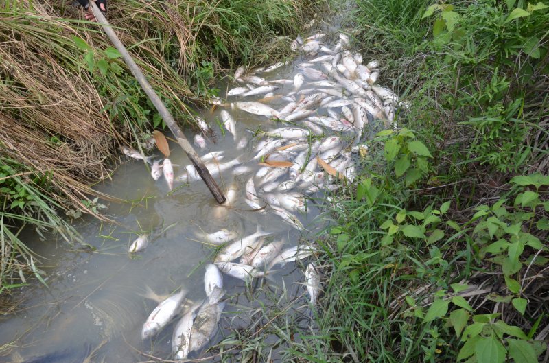 ca-chet-hang-loat-o-Quang-Ngai-1