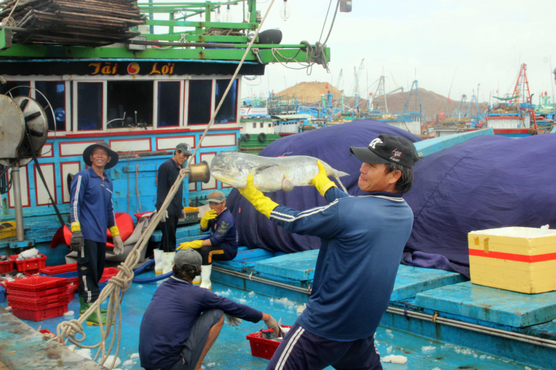 Ngu-dan-Da-Nang-trung-dam-loc-bien-2