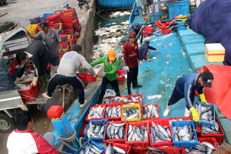 Ngu-dan-Da-Nang-trung-dam-loc-bien4