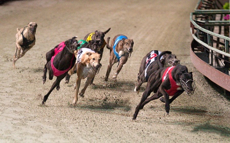 Da-Nang-lam-truong-dua-ngua-dua-cho