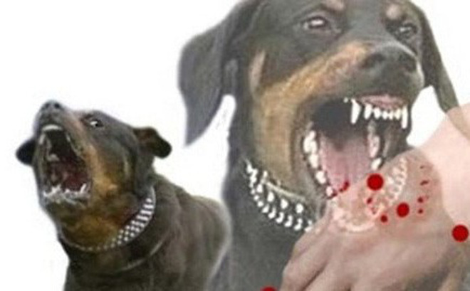 Chau-be-5-tuoi-bi-cho-dai-can-tu-vong