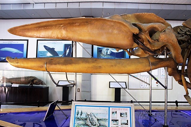 ca-voi-lung-gu-anh-9-1503633241795