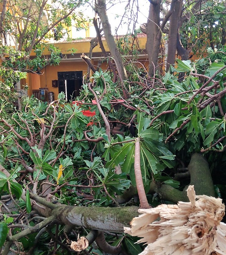 C&acirc;y g&atilde;y Tại đảo Trường Sa