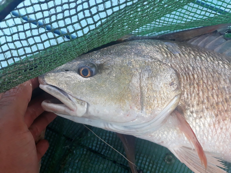 c&aacute; sủ v&agrave;ng 2