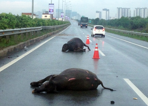 trau-8666-1474339724