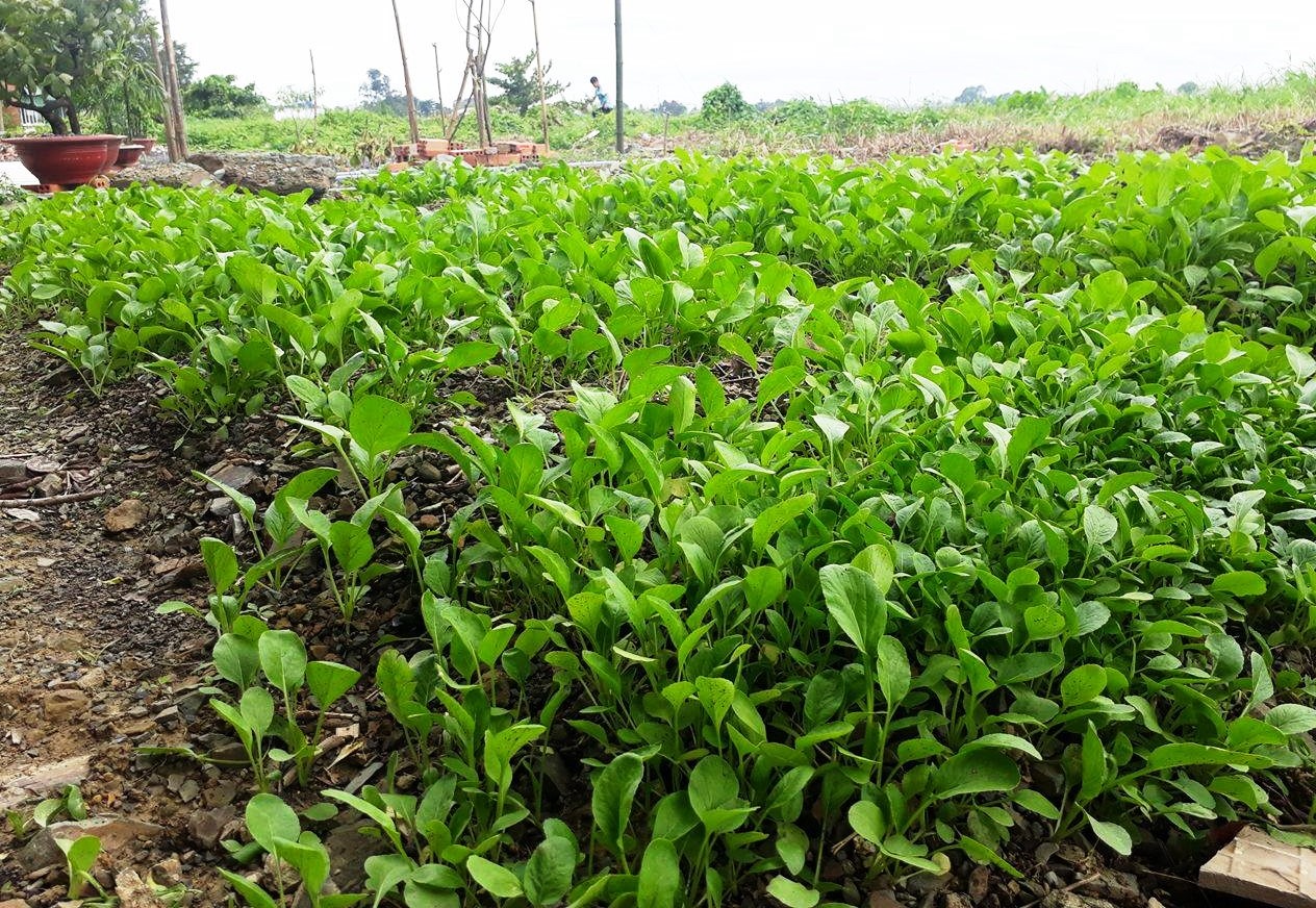 20447079_681353818740306_291392601_o