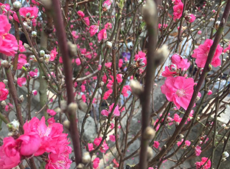 27846491_1615018731938962_273022676_o