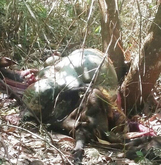 khoi-to-ca-3-cha-con-vu-ban-chet-bo-tot-1543240708