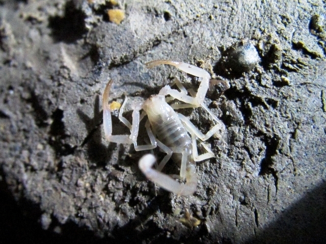 Ngắm c&aacute;c lo&agrave;i động vật chỉ c&oacute; ở Phong Nha- Kẻ B&agrave;ng