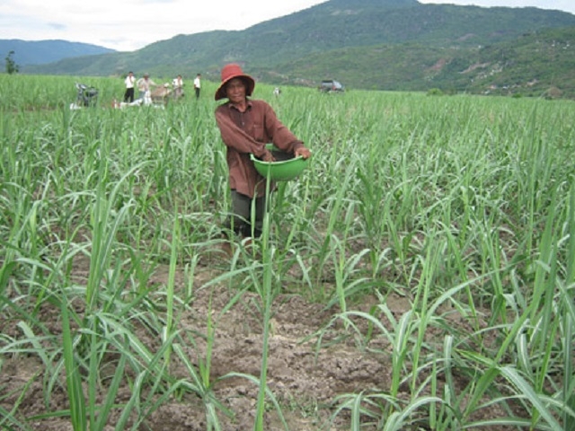 M&iacute;a đường NASU cấp ph&acirc;n b&oacute;n giả cho n&ocirc;ng d&acirc;n (2)