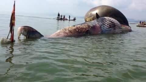 13241242_868384663307764_3600188854814149323_n